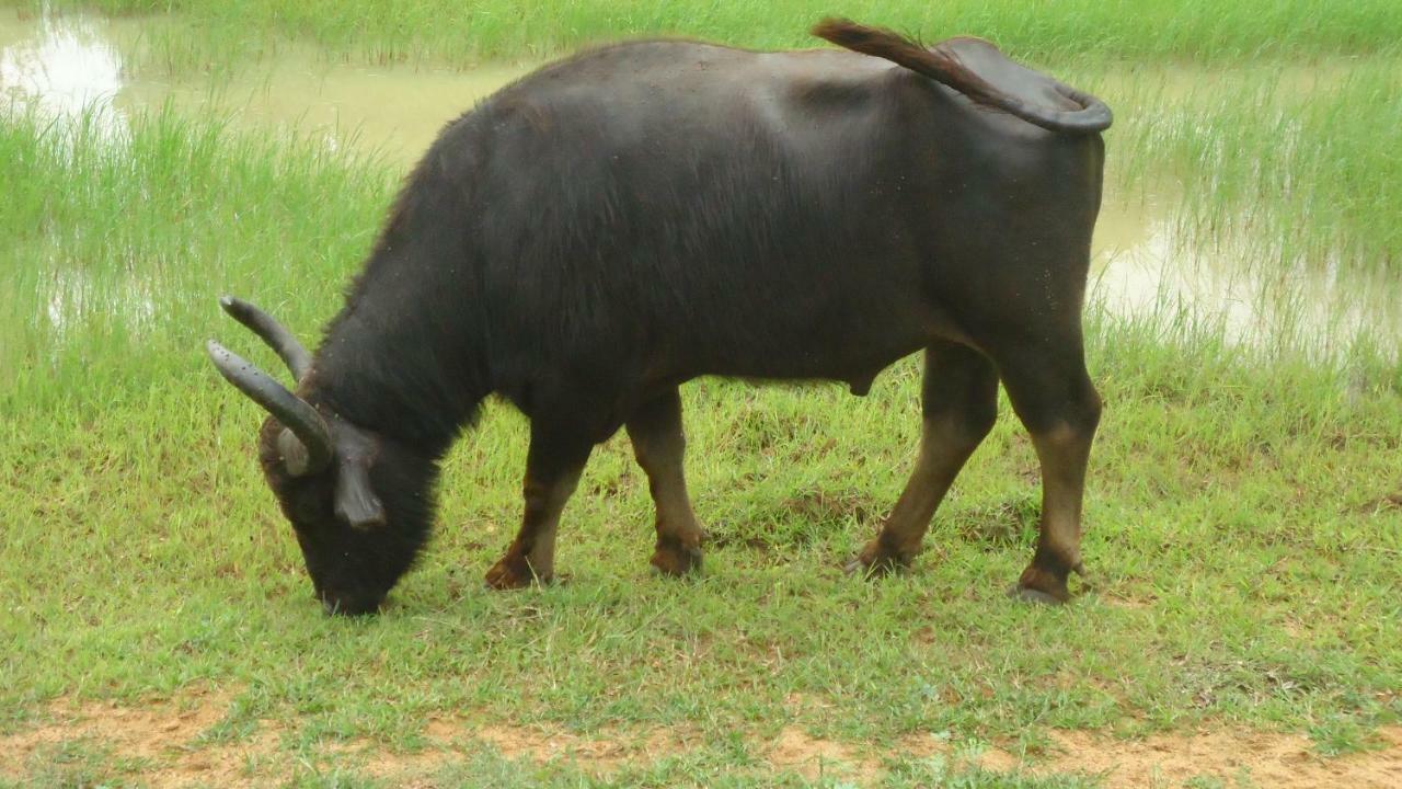 Heina Nature Resort - Eco Home And Yala Safari كاتاراغاما المظهر الخارجي الصورة