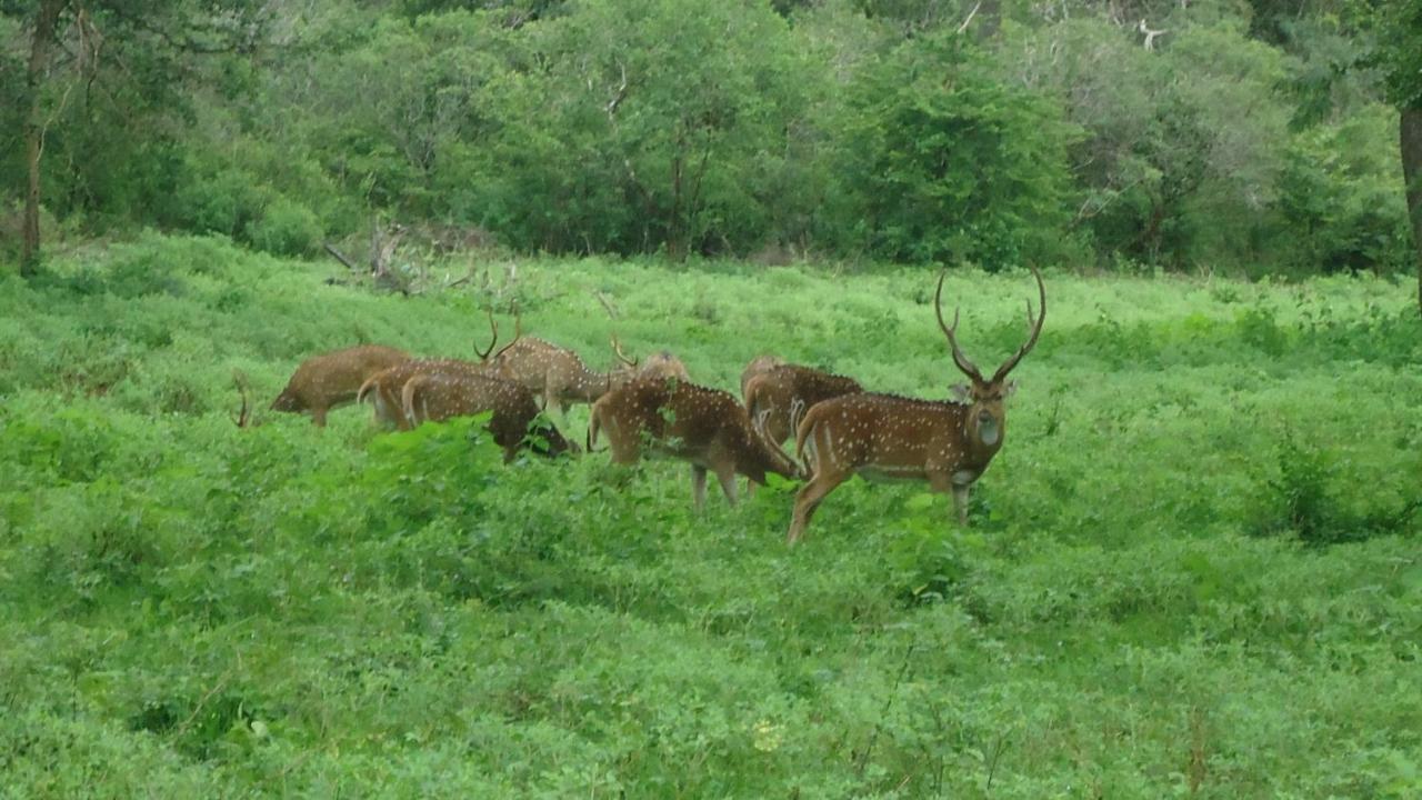 Heina Nature Resort - Eco Home And Yala Safari كاتاراغاما المظهر الخارجي الصورة